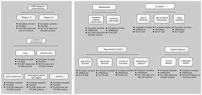 Causal effects of endometriosis stages and locations on menstruation, ovulation, reproductive function, and delivery modes: a two-sample Mendelian randomization study